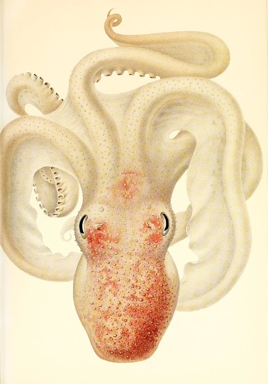 SoulofanOctopus2