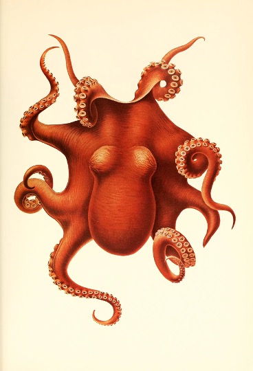 SoulofanOctopus3